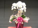 こころにとどく。。。胡蝶蘭「フラワーショップ光」（徳島県三好市の花屋）のギャラリー写真